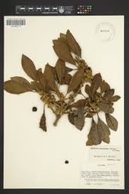 Image result for Achyrospermum laterale