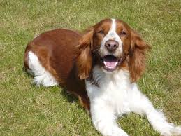 Welsh springer spaniel) — порода охотничьих собак их семейства спаниэлей. Velsh Springer Spaniel Poroda Ohotnichih Sobak Iz Britanii Kak Vyglyadyat Foto Vzroslyh Sobak I Shenkov Dikaya Granica