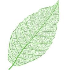 Check spelling or type a new query. Leaf Skeleton Vector Images Over 1 700