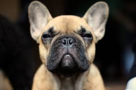Beautiful and cute dogs for your mobile phone. Hd Wallpaper French Bulldog 3257x2171 Download Hd Wallpaper Wallpapertip