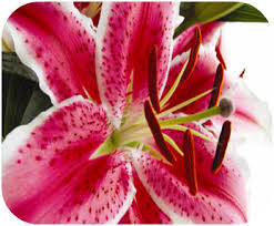 Some are extremely toxic to dogs. Are Rain Lilies Poisonous To Dogs Online