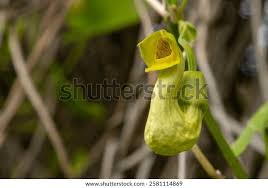 Image result for Aristolochia zenkeri