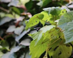 Image result for Dombeya torrida