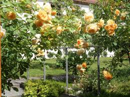 Bis ende april kann man außerdem rosen aus dem kühlhaus pflanzen. Rosen Schneiden Im Fruhjahr Beetfreunde De