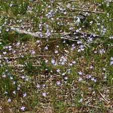 Image result for Wahlenbergia hookeri
