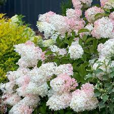 We did not find results for: Little Lamb Panicle Hydrangea Hydrangea Paniculata Proven Winners