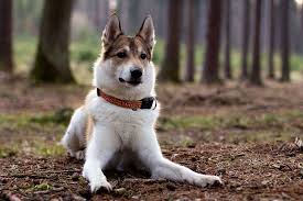 Image result for západosibiřská lajka