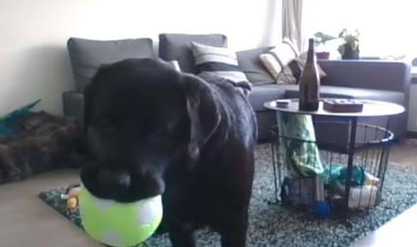 Now, dogs can call their owners for a chat anytime