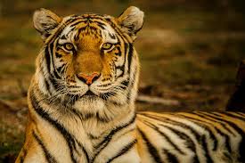 He is tied for first in pga tour wins, ranks second in men's major championships, and holds numerous golf records. Der Tiger 7 Spannende Fakten Uber Die Grossten Katzen Der Welt