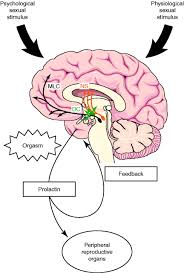 Image result for Prolactin