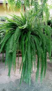 Image result for Nephrolepis undulata