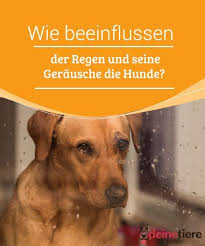 Dieser definition wäre einiges hinzuzufügen. Wie Beeinflussen Der Regen Und Seine Gerausche Die Hunde My Animals Hunde Hund Bellt Alles Fur Den Hund