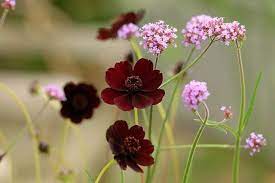 Cosmos Atrosanguineus Chocolate Cosmos Black Cosmos Black Dahlia Chocolate Plant Maroon Flowers Chocolate Flowers Dark Chocolate Cosmos Plants Perennials