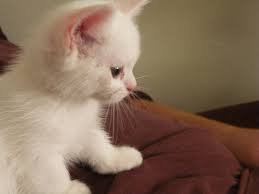 Pin By Laurie Johns On Pets Kittens Cutest Munchkin Kitten Cute Cats