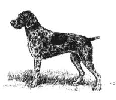 Deal direct with a registered breeder. Dogs New Zealand Breeds German Wirehaired Pointer