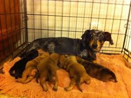 Get a boxer, husky, german shepherd, pug, and more gorgeous purebred black lab puppies for sale. Miniature Dachshund Puppy Red Dapple Male For Sale In Granite City Illinois Classified Americanlisted Com