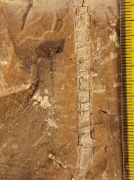 Ancient Paleogene Stem Incertae Sedis Found By Dr Gwen In Clay Sediment From The Mississippi Embayment 50 Million Years Old Plant Life Prehistory Ancient