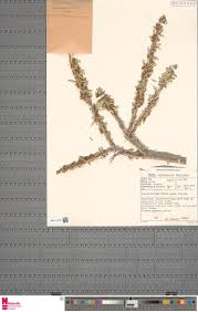 Image result for Boscia matabelensis