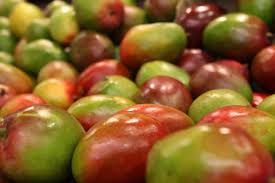 The fruit is full of vitamins and safe for your pup to consume as long as you keep a few things in mind. Can Cats Eat Mangoes Toocoolcats