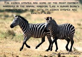 Zebra Quotes Fun Facts About Animals Animal Facts Zebras Animal