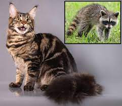 Can cats and raccoons mate? What the science says – petsKB