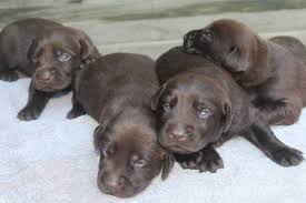 Black lab/pyrenees mix puppies $200. Chocolate Lab Puppies For Sale Craigslist Off 50 Www Usushimd Com