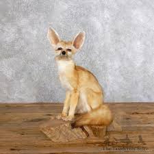 Fennec ‎Foxes For Sale | Pet Fox Breeder | Dragonstone Ranch
