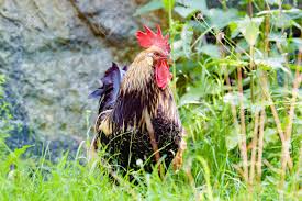 Grosse hahn schablone zum kostenlos ausdrucken : Feine Hahn Im Hohen Gras Suchen Beeindruckend Seine Huhner Er Hat Feinen Kehllappen Ohrlappchen Und Kamm In Leuchtend Rot Hahn Ist Vorne Gesehen Die Frontseite Mit Kopf Zur Seite Lizenzfreie Fotos Bilder