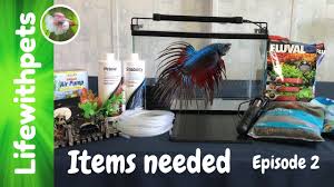 What Items Are Needed For Setting Up A Betta Fish Tank Episode 2 Youtube