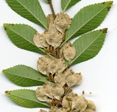 Image result for Ulmaceae