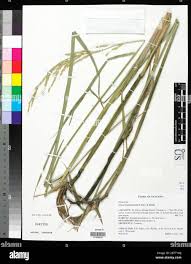 Image result for Oryza longistaminata