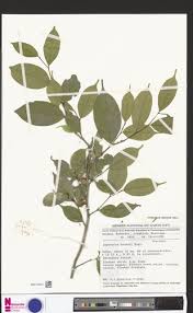 Image result for Leptaulus