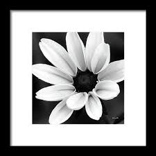 Black And White Daisy Black And White Daisy Flower Framed Print By Christina Rollo Framed Art Prints Flower Frame Framed Prints