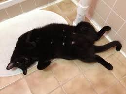 Although cancer isn't as common in cats as it is in dogs, it still affects a number of our feline friends. How Many Nipples Do Cats Have Freakypet