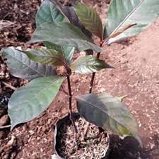 Tanpa perawatan, batu empedu bisa meningkatkan risiko terbentuknya kanker. Tanaman Herbal Daun Ungu Handeleum Obat Wasir Terbaru Agustus 2021 Harga Murah Kualitas Terjamin Blibli