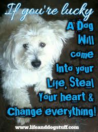 Dog Quotes Pet Quotes Inspirational Quotes Dog Quotes And Sayings Dogquotes Cute Dog Quotes Most Beautiful Dogs Dog Quotes