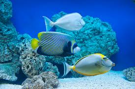 Emperor Angelfish The Complete Care Guide Fishkeeping World