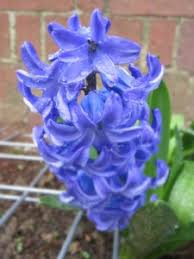 See the almanac's complete list of flower meanings. Flowers Add Meaning And Symbolism To The Garden Farm And Dairy