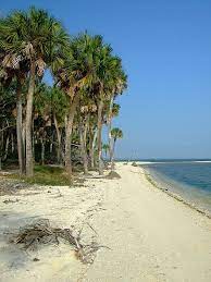In 1633, franciscan friars named the island while visiting apalachee tribes in the area. Artists And Conservancy The 10 Habitats Of St Vincent Island Fl Outdoorpainter