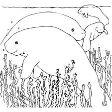 Cute manatee printable coloring page, free to download and print. Coloring Pages Coloring Pages Manatee Printable For Kids Adults Free