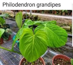 Pin By Russ On Philodendron Plant Leaves Horticulture Philodendron