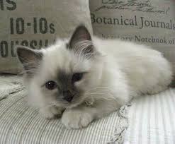 Birman Kittens For Sale Nsw 13 Facts About The Cutest Species Caracal Cat Gatos Bonitos Gatos Mascotas