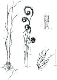 Image result for Ctenium