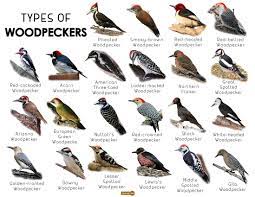 Woodpeckers are some of my favorite birds. Woodpecker Facts Types Classification Habitat Diet Adaptations