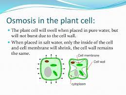 The cell wall also prevents the plant cell from swelling or shrinking as much as an animal cell would if placed in different liquids. 11 28 16 Aim I Can Describe How Substances Such As Nutrients And Waste Are Transported Into And Out Of The Cell Launch Define The Following Words Ppt Download