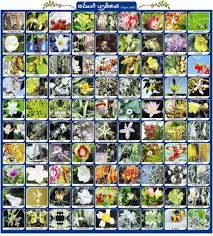 Learn the names of fruits in english and tamil. Tamil à®¤à®® à®´ 99 Flower Names I Tamil 99 Flower Names Mentioned In Tamil Kurinchipattu Sangam Literature During 300bc By Great Poet Kapilar à®•à®ª à®²à®° à®ª à®° à®® à®© à®² à®• à®± à®• à®•à®ª à®ª à®± à®® à®ª à®• à®•à®³ à®µà®° à®® à®±