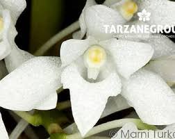 Image result for Mystacidium venosum