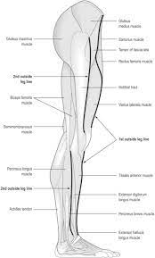 Muscles of the anterior hip and thigh. The Myofascial Sen Musculoskeletal Key
