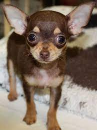 Maybe you would like to learn more about one of these? Female Chihuahua Puppy Chocolate And Tan Chihuahua Chihuahua Puppies Baby Chihuahua Chihuahua Puppies For Sale