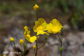 Image result for Utricularia gibba